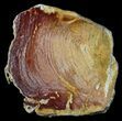 Polished Noondine Chert (Stromatolite) Slab - Billion Years #62764-1
